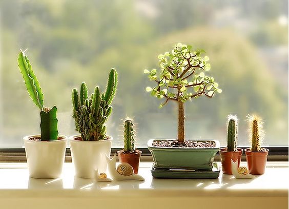 Small-cactus-decoration-ideas6