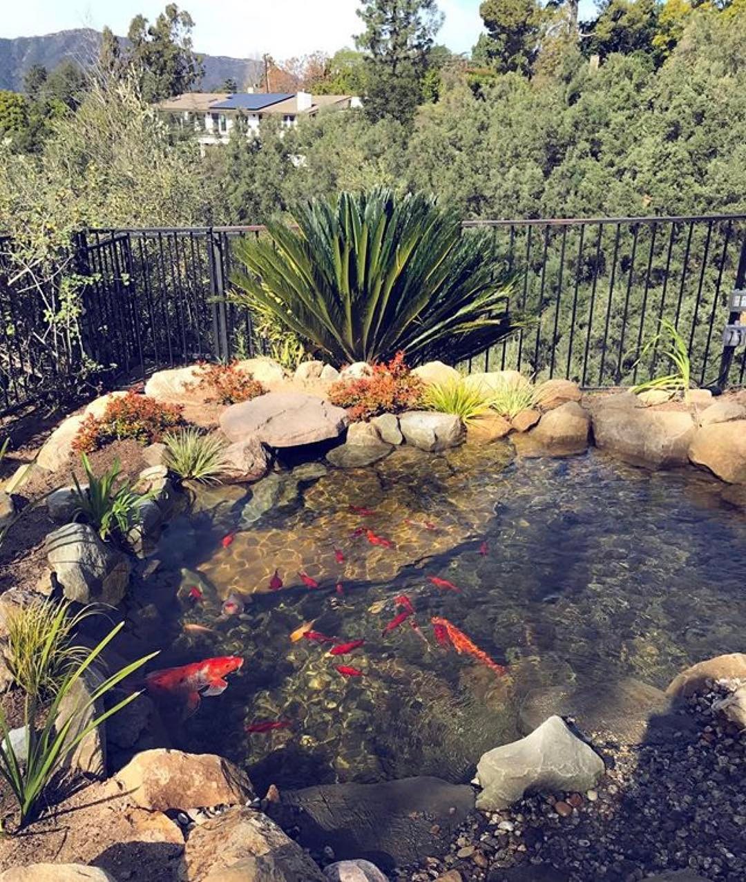 Koi-pond-water-feature